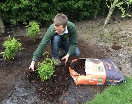 Mulching bamboo